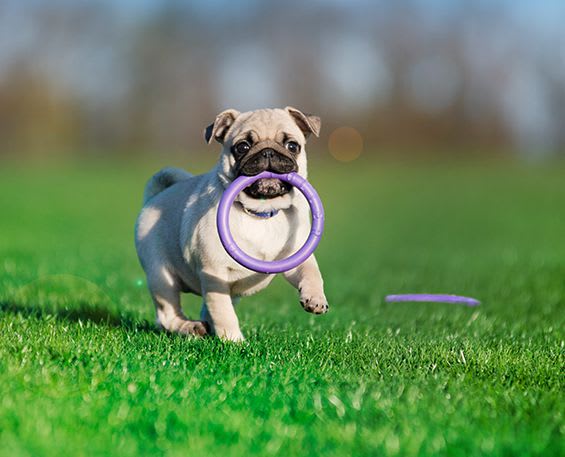 PULLER MINI - 18 CM DIAMETRO2