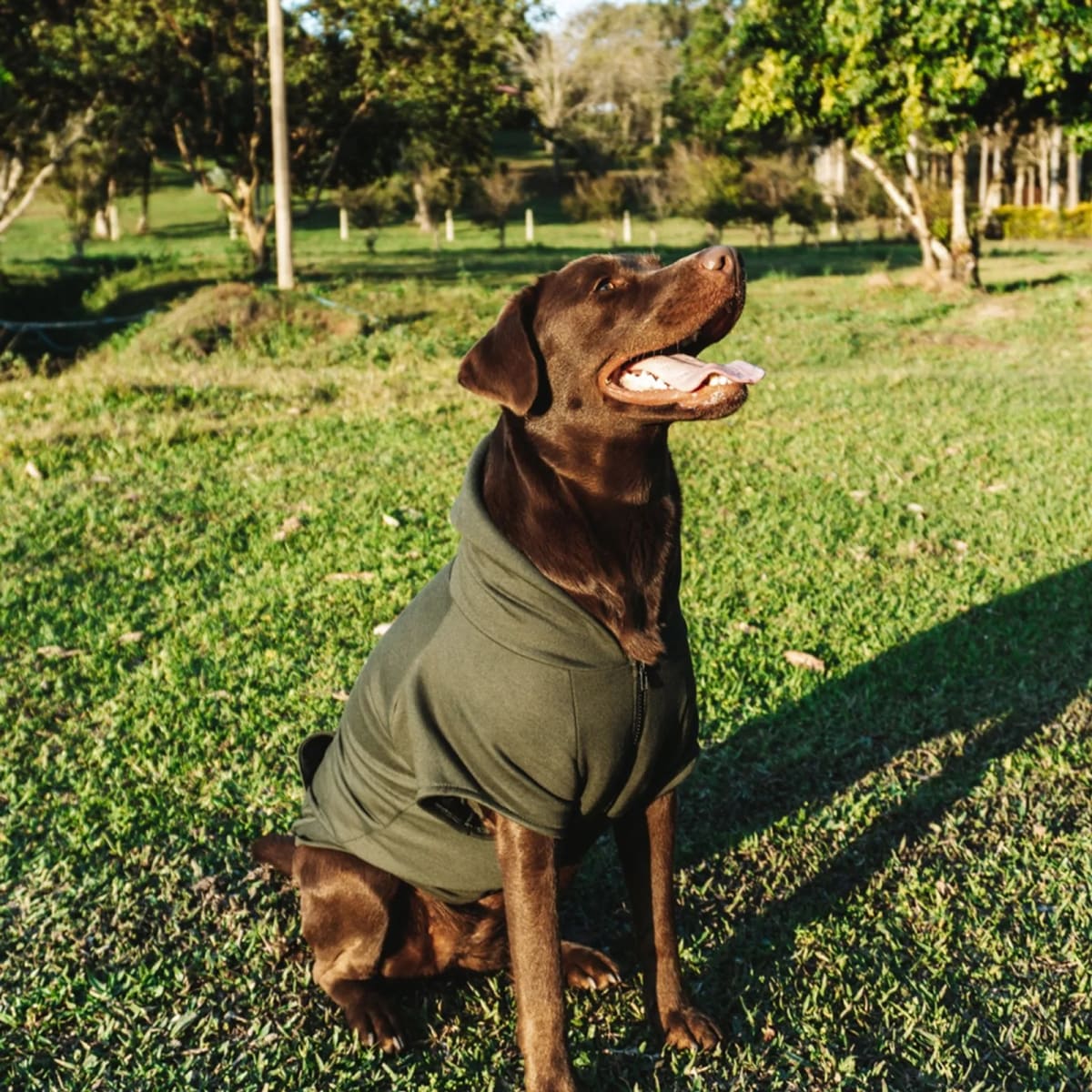 CACHORREIROS SUDADERA ADVENTURE - GREEN3