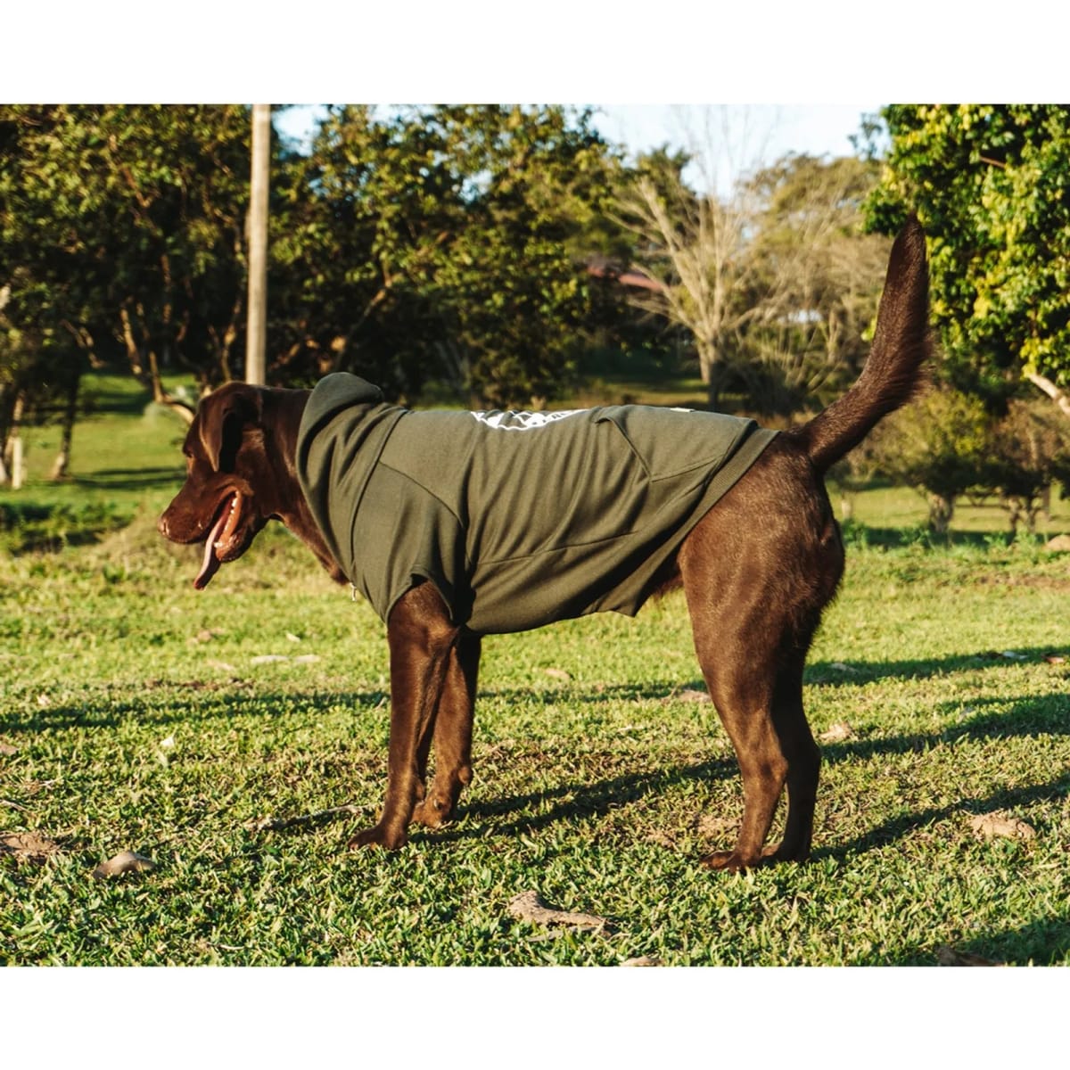 CACHORREIROS SUDADERA ADVENTURE - GREEN4