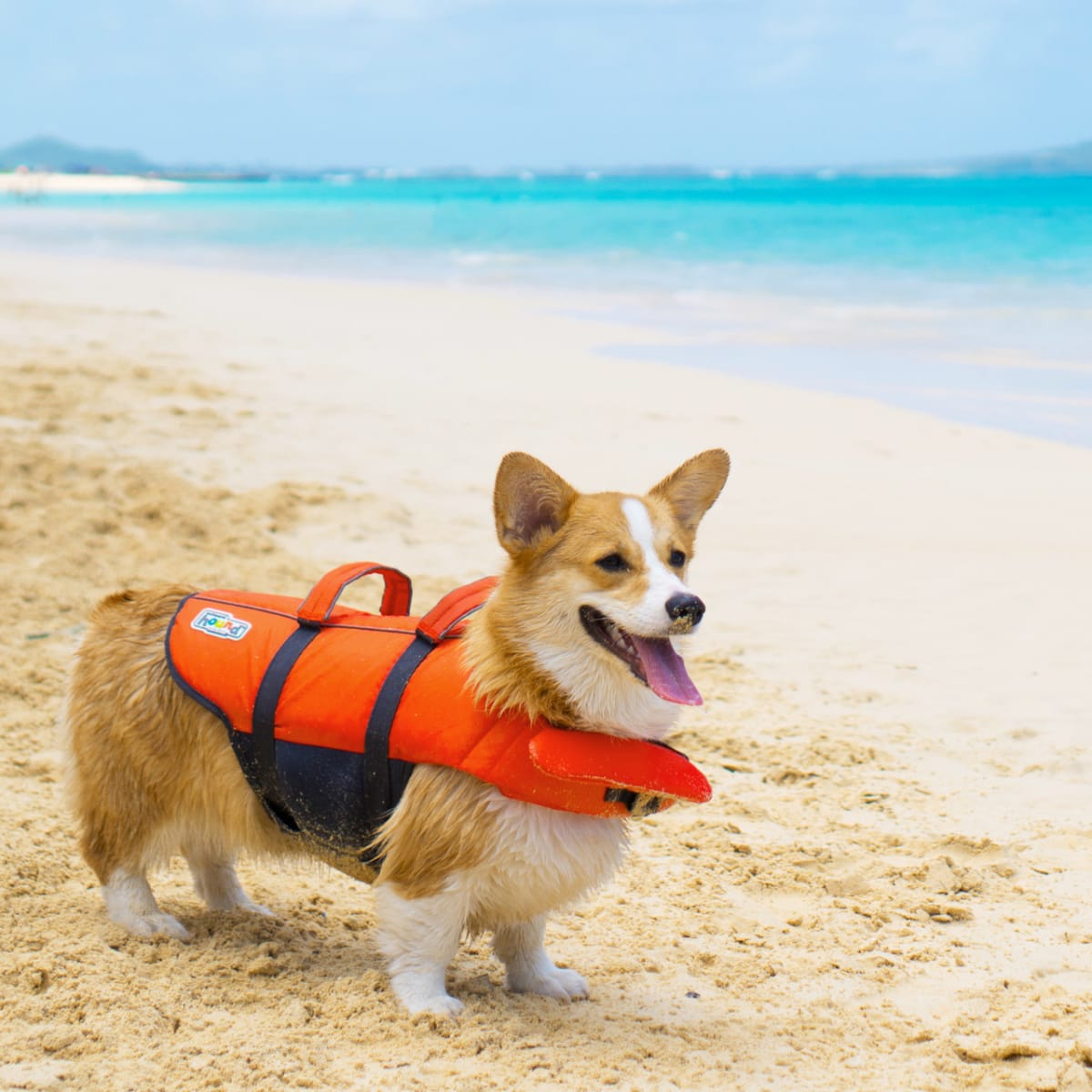 Granby Splash Dog Life Jacket7