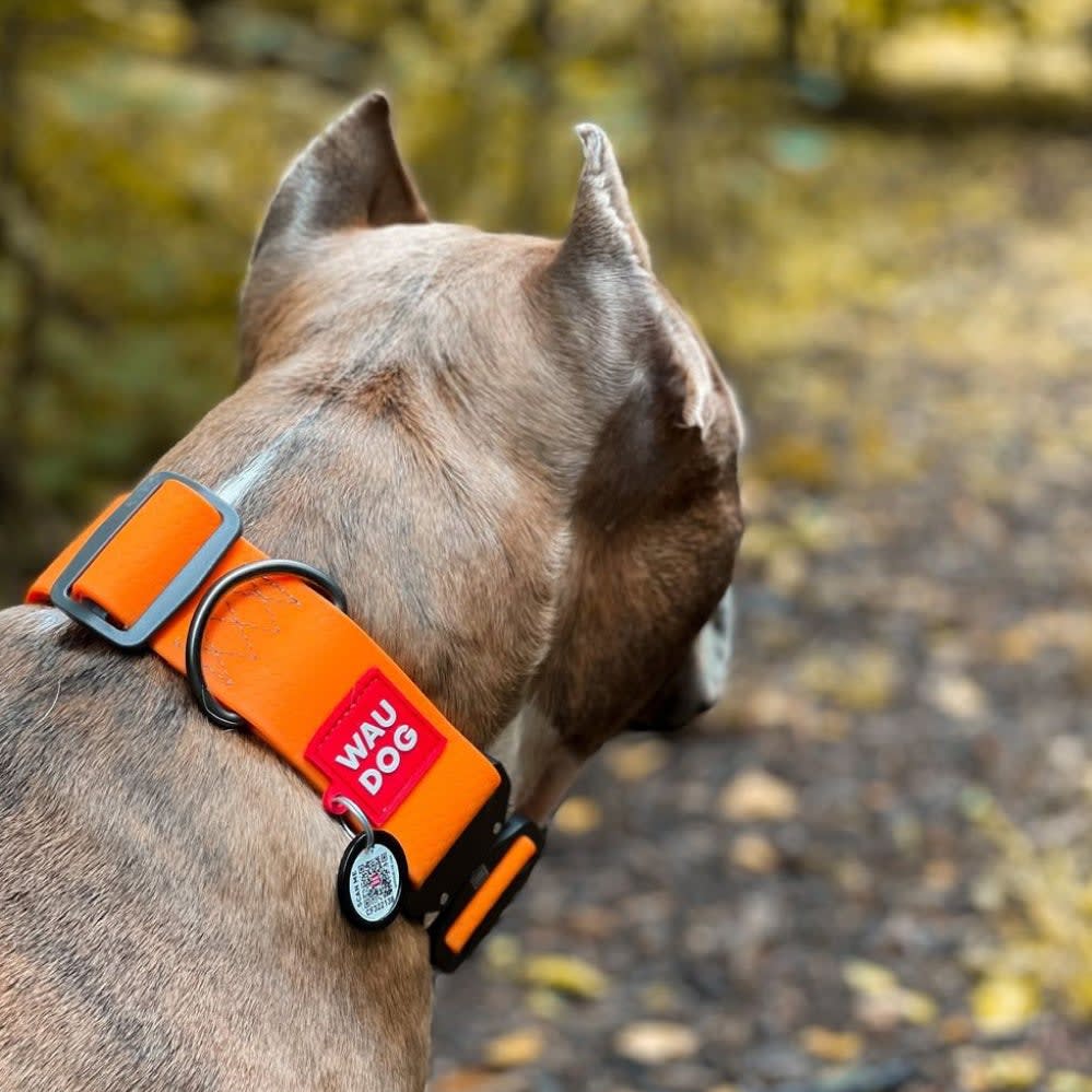 WAUDOG COLLAR WATERPROOF NARANJA - HEBILLA FASTEX METAL - PLACA QR3