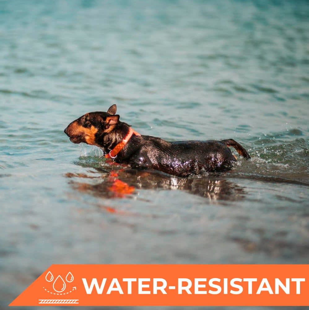 WAUDOG COLLAR WATERPROOF NARANJA - HEBILLA FASTEX METAL - PLACA QR2