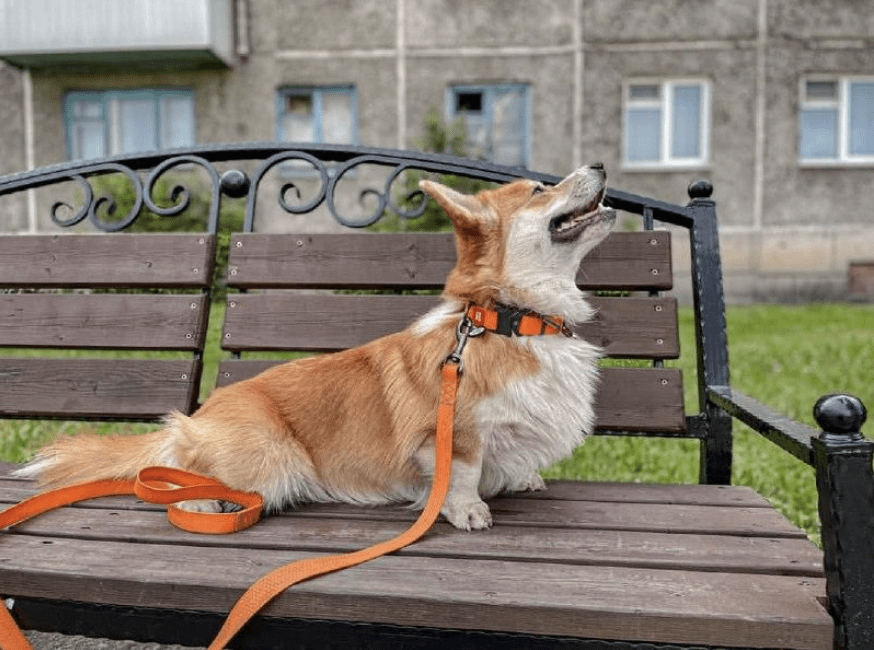 WAUDOG COLLAR WATERPROOF NARANJA - HEBILLA FASTEX METAL - PLACA QR6