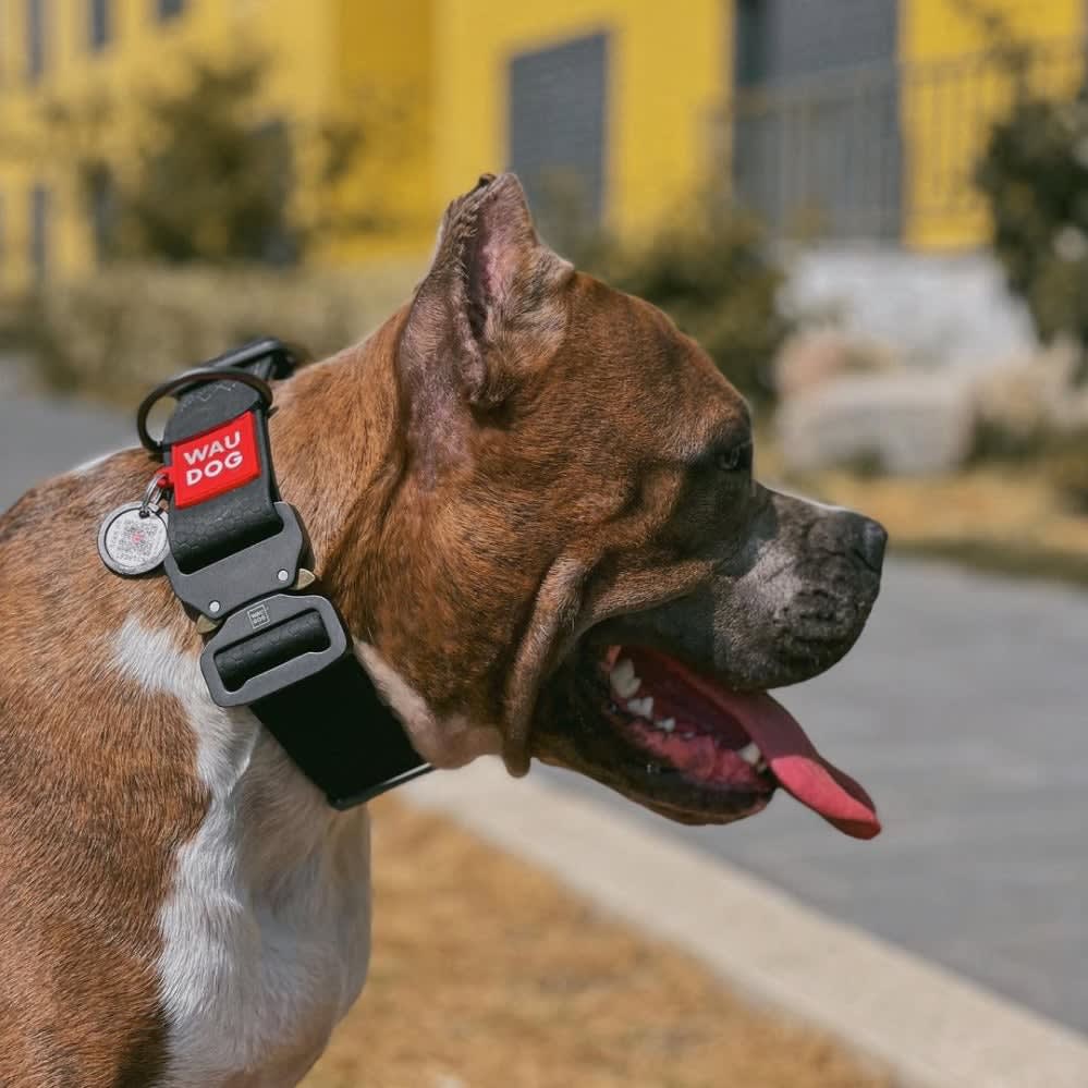 WAUDOG COLLAR WATERPROOF NEGRO - HEBILLA FASTEX METAL - PLACA QR5