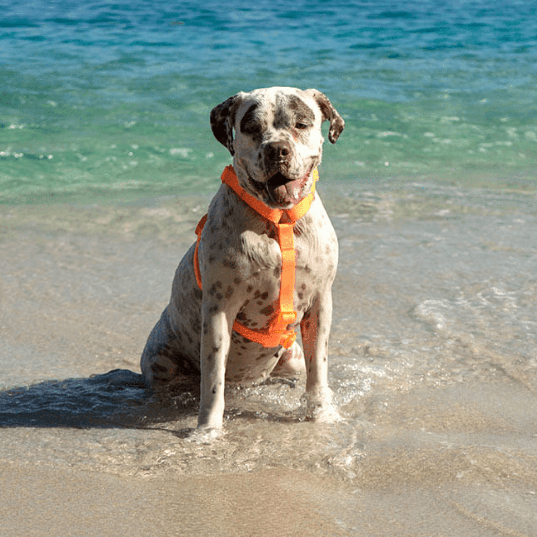 ZEEDOG ARNES NEOPRO TANGERINE2
