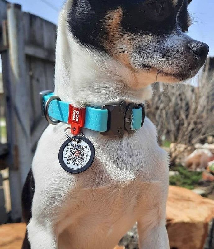 WAUDOG COLLAR WATERPROOF MENTA - BRILLA EN LA OSCURIDAD - HEBILLA FASTEX METAL - PLACA QR5