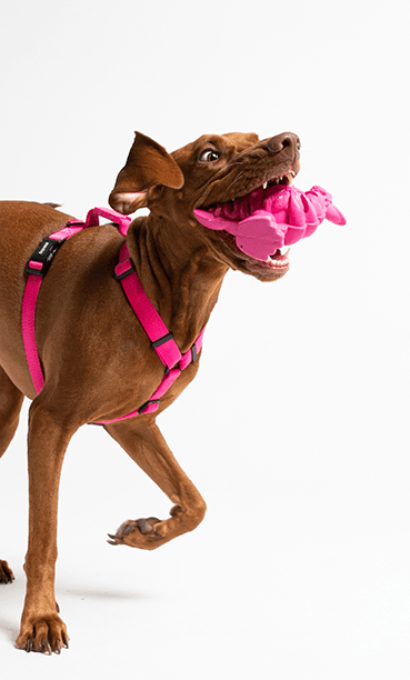 ZEEDOG FAT PIGEON STAPLE5