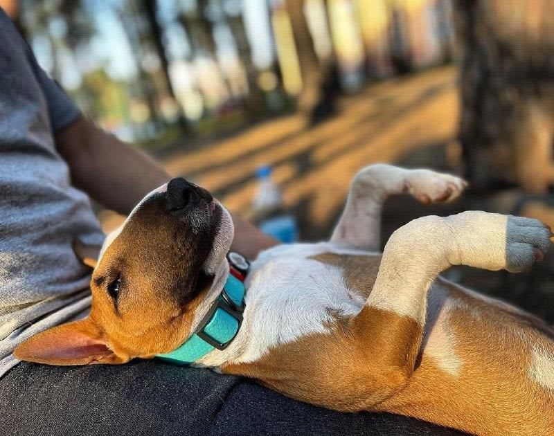 WAUDOG COLLAR WATERPROOF MENTA - BRILLA EN LA OSCURIDAD - HEBILLA FASTEX METAL - PLACA QR4