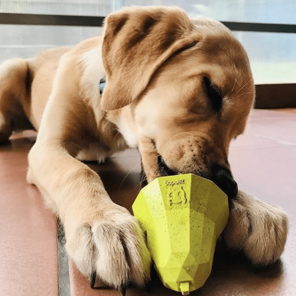 ZEEDOG SUPER PEAR2
