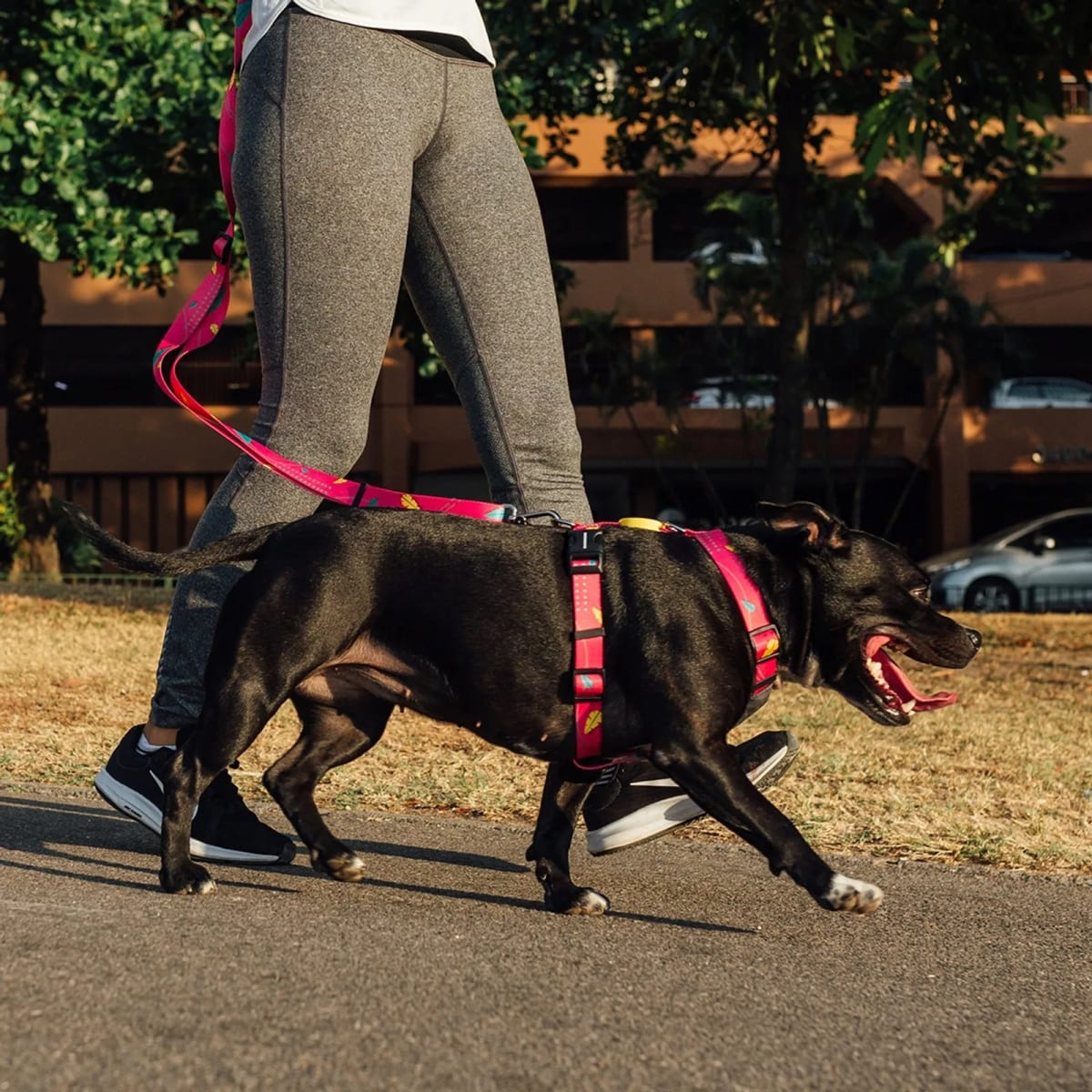 CACHORREIROS CORREA MANOS LIBRES OLIVIA3