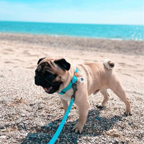 WAUDOG COLLAR WATERPROOF MENTA - BRILLA EN LA OSCURIDAD - HEBILLA FASTEX METAL - PLACA QR7