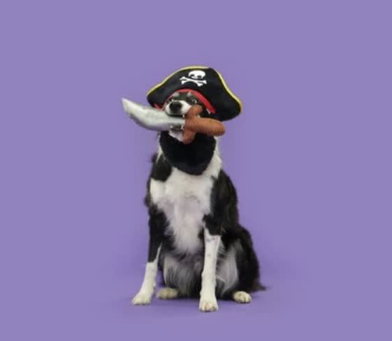 HALLOWEEN BARK DISFRAZ PIRATA2