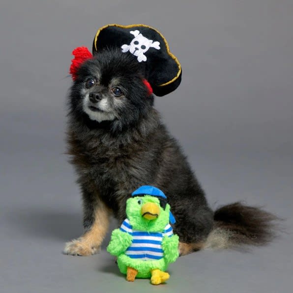 HALLOWEEN BARK DISFRAZ PIRATA CON LORO2