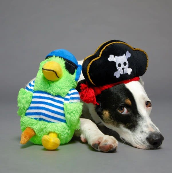 HALLOWEEN BARK DISFRAZ PIRATA CON LORO4