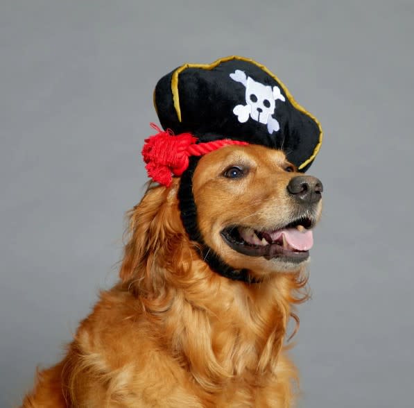 HALLOWEEN BARK DISFRAZ PIRATA CON LORO3