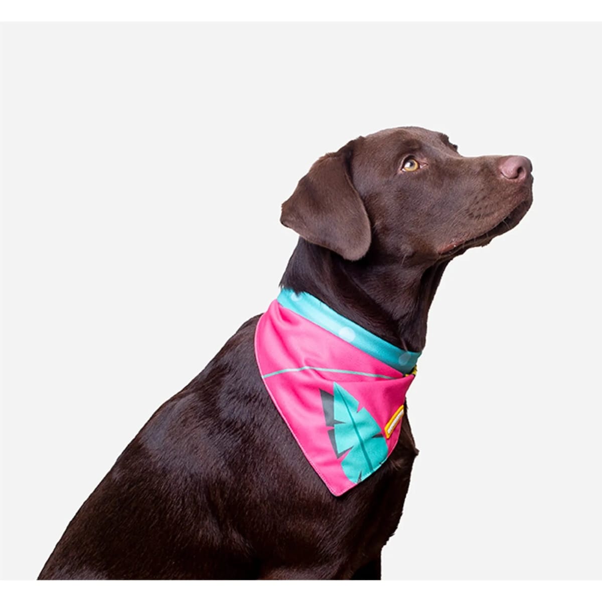 CACHORREIROS BANDANA OLIVIA4