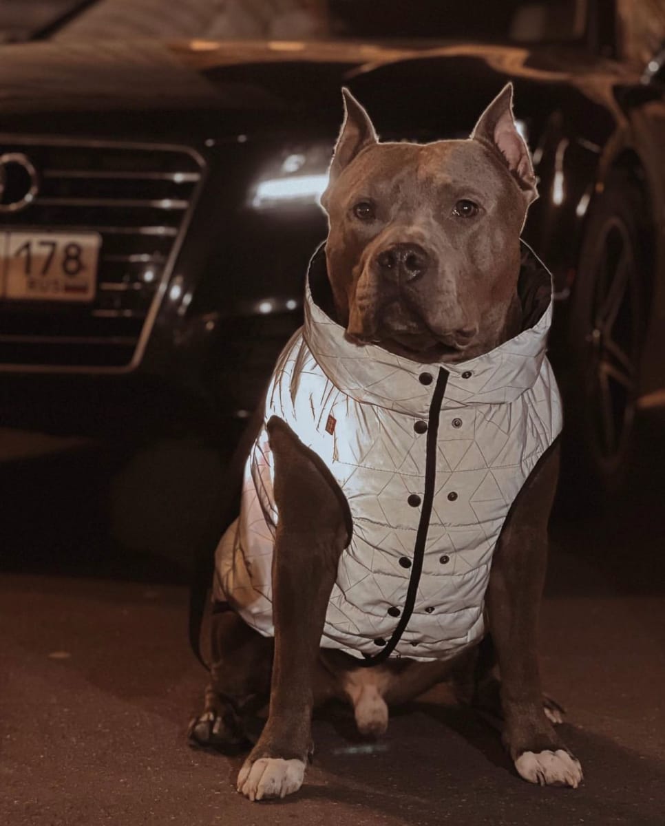 WAUDOG JACKET REFLECTIVE EDITION - Chaleco reflectivo impermeable4