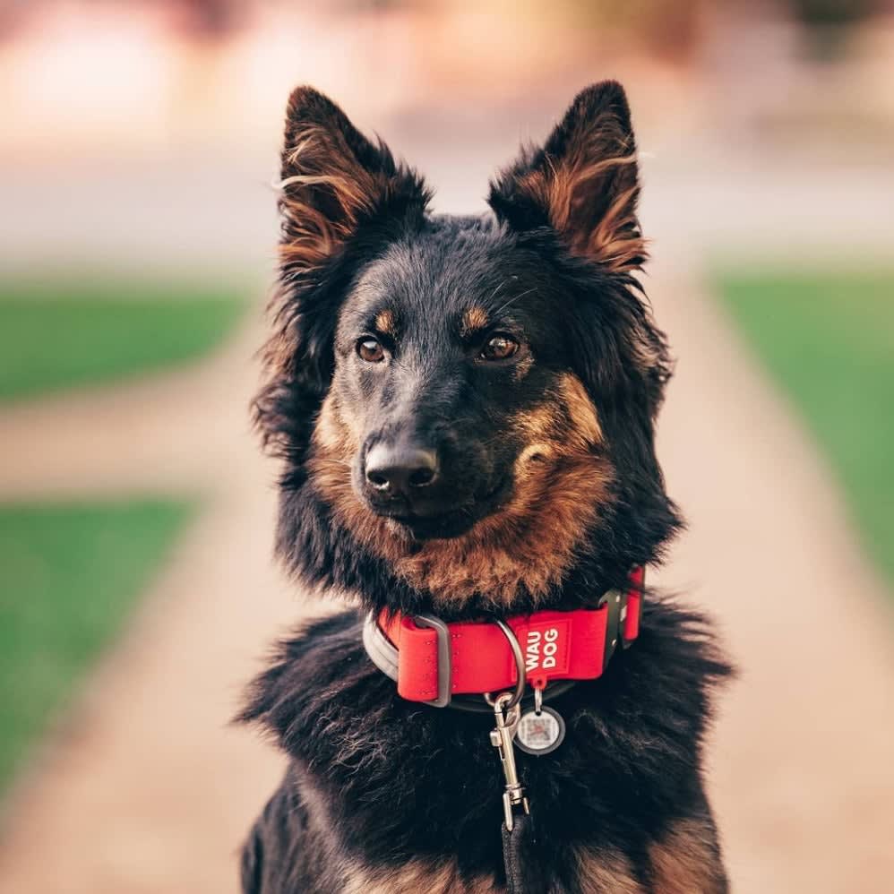 WAUDOG COLLAR WATERPROOF ROJO - HEBILLA FASTEX METAL - PLACA QR4