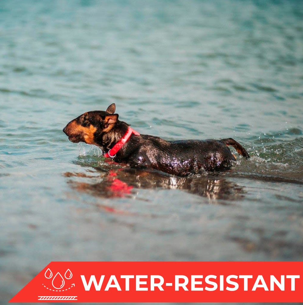 WAUDOG COLLAR WATERPROOF ROJO - HEBILLA FASTEX METAL - PLACA QR2