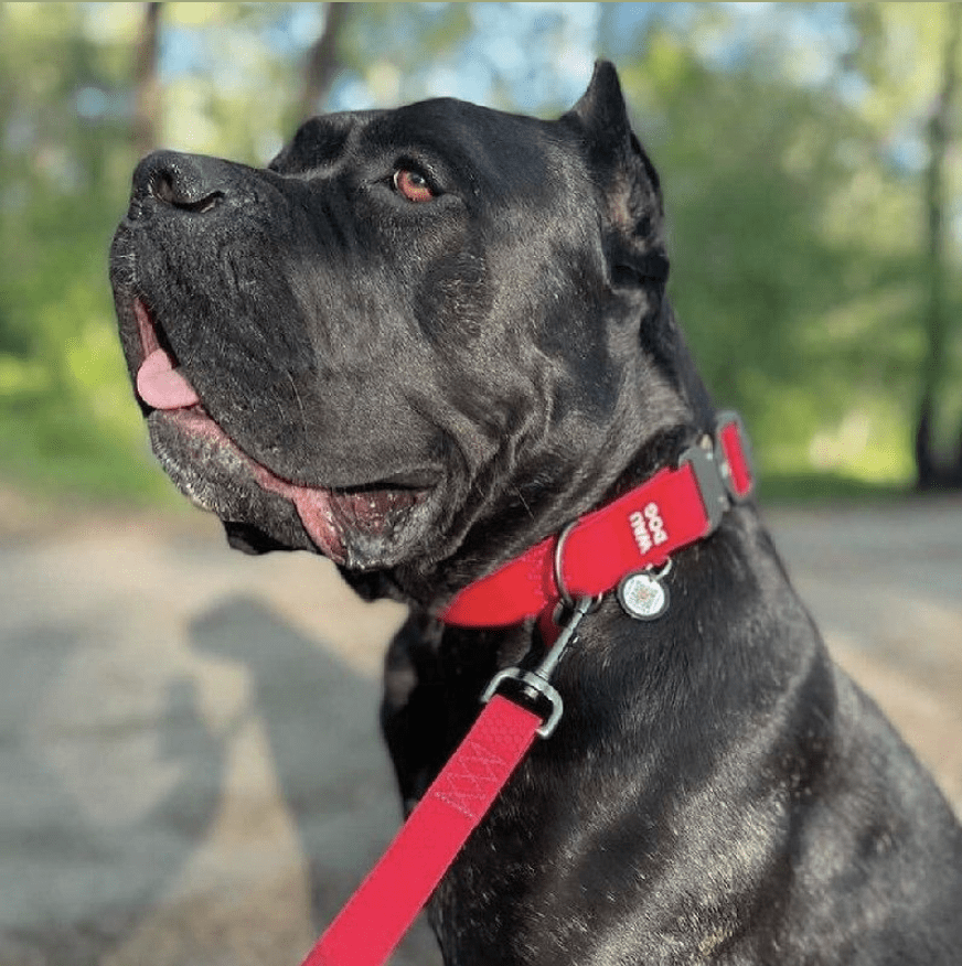 WAUDOG COLLAR WATERPROOF ROJO - HEBILLA FASTEX METAL - PLACA QR7