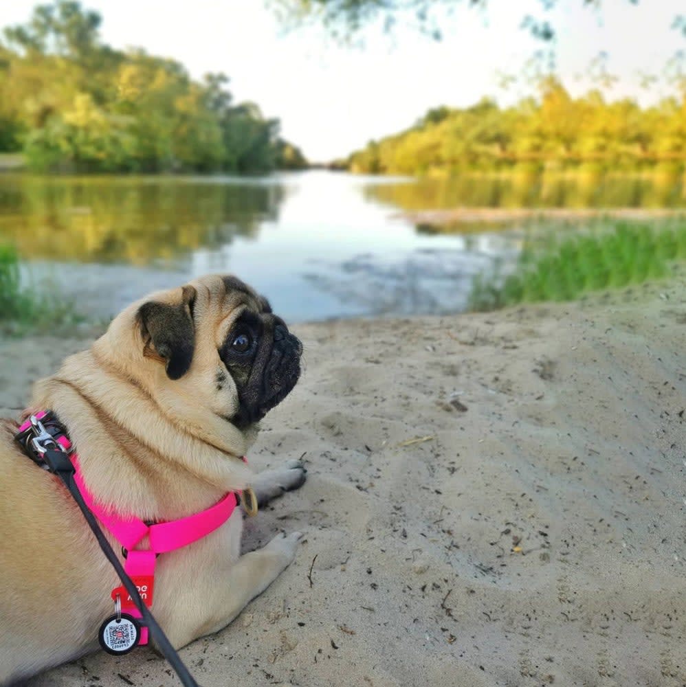 WAUDOG ARNES WATERPROOF ROSADO - HEBILLA FASTEX METAL - PLACA QR2