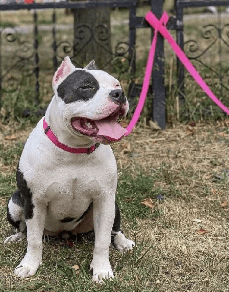 WAUDOG CORREA WATERPROOF ROSADO2