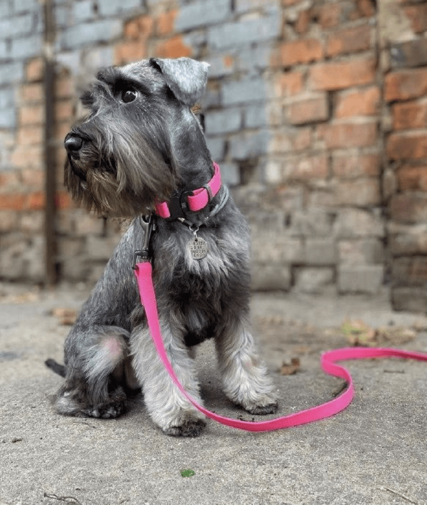 WAUDOG CORREA WATERPROOF ROSADO4