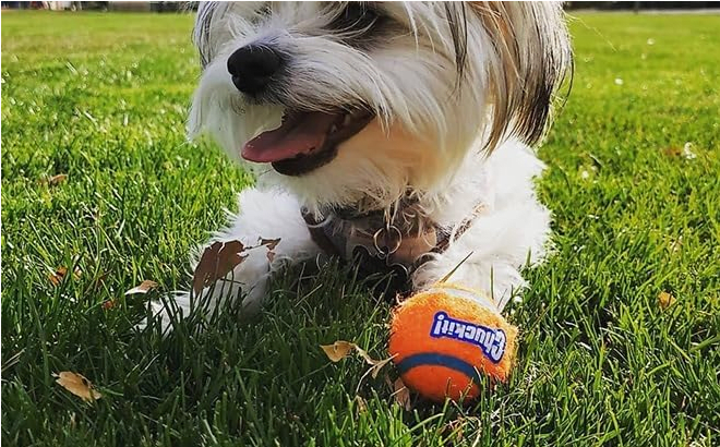 CHUCKIT! TENNIS BALLS MEDIUM3