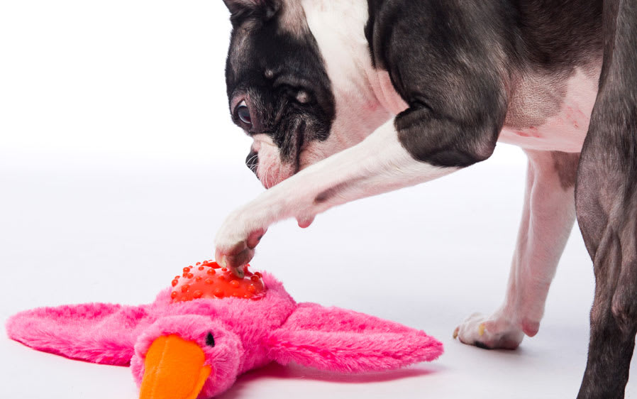 HARTZ PATO - Squeak & Treat1