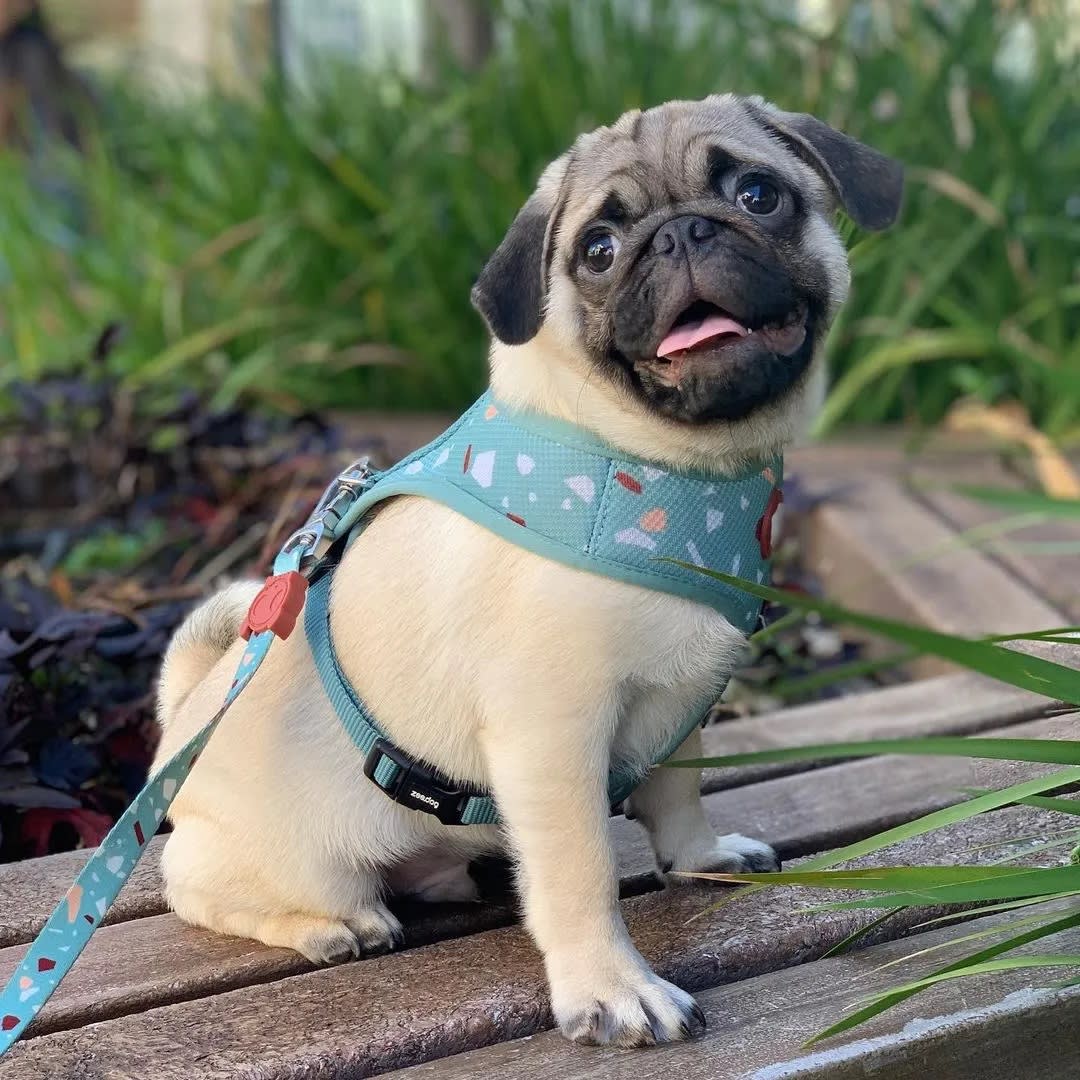 ZEEDOG TERRAZZO GREEN PECHERA AIR MESH2