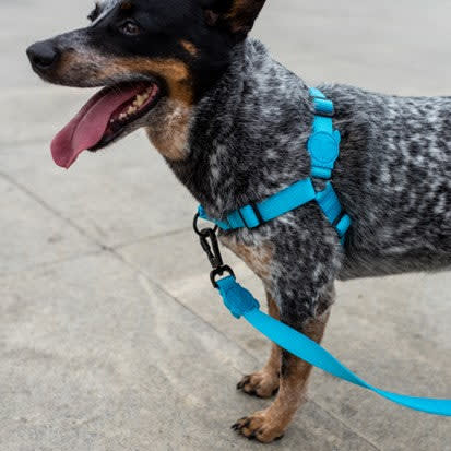 ZEEDOG SOFT WALK HARNESS ULTIMATE BLUE2