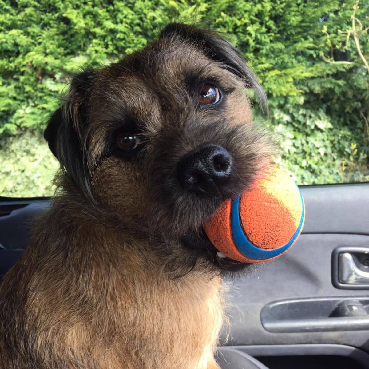 CHUCKIT ULTRA BALL 1-PACK2