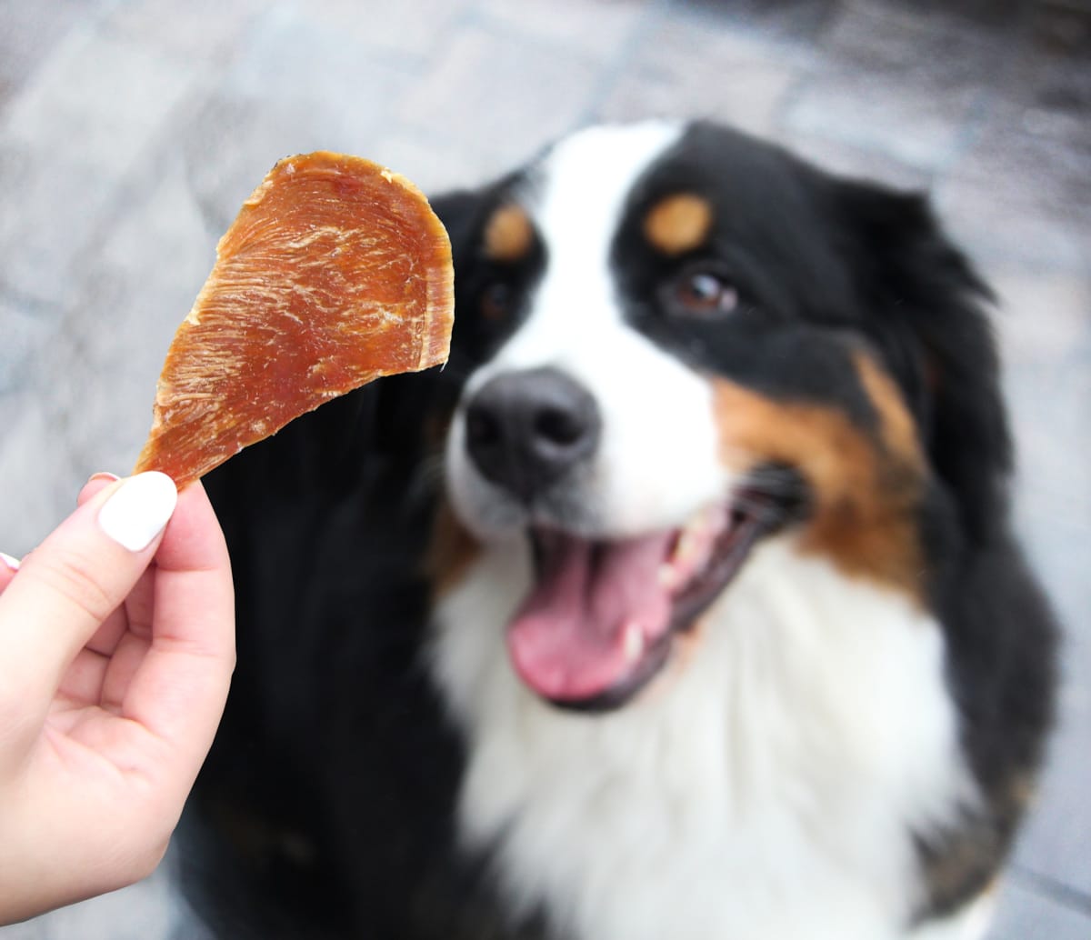 BARKER POLLO DESHIDRATO2