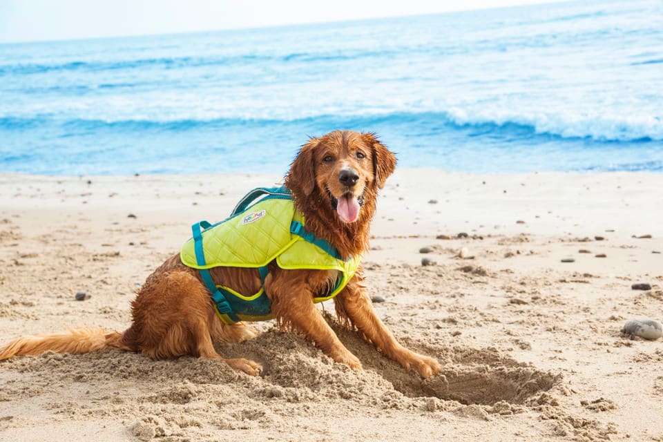 Standley Sport Performance Dog Life Jacket6