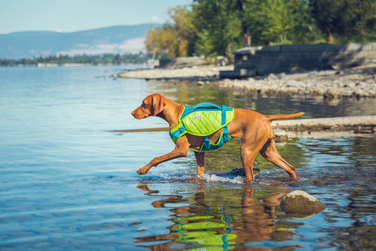 Standley Sport Performance Dog Life Jacket5