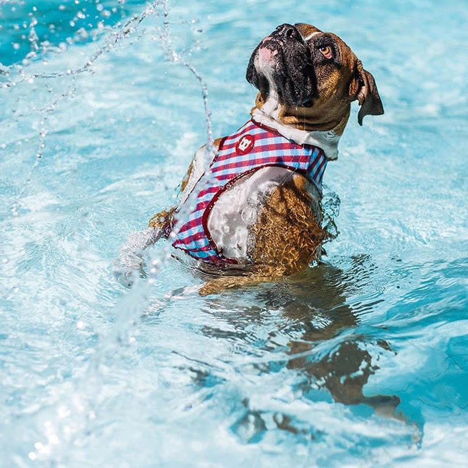 ZEEDOG GUMMY PECHERA AIR MESH2