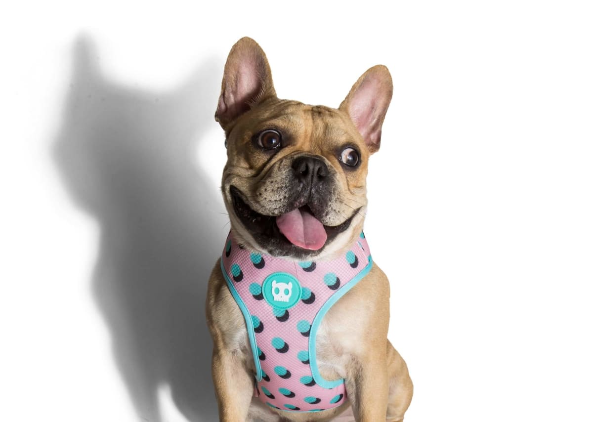 ZEEDOG POLKA PECHERA AIR MESH2