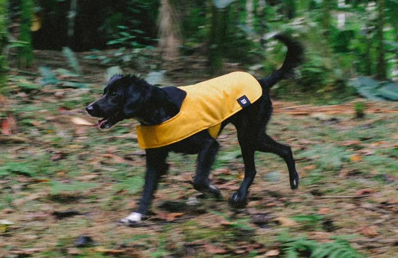 ZEEDOG COAT YELLOW - Coat Amarillo1