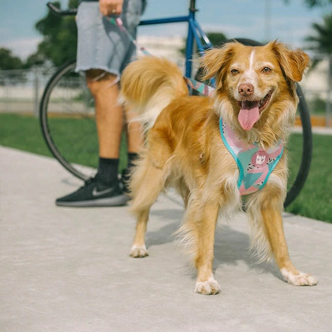 ZEEDOG MEMPHIS PECHERA AIR MESH3