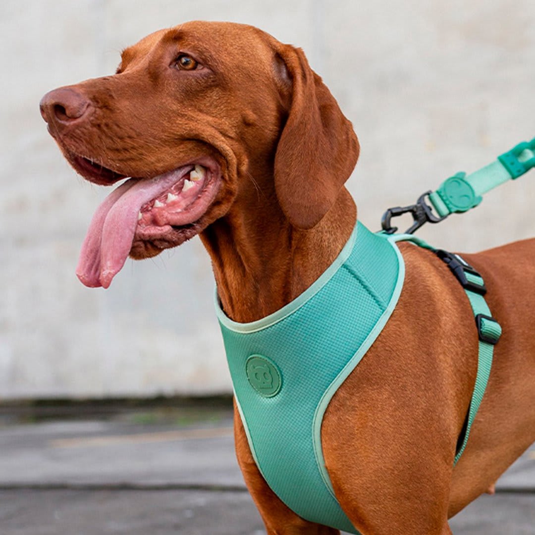 ZEEDOG ARMY GREEN PECHERA AIR MESH3