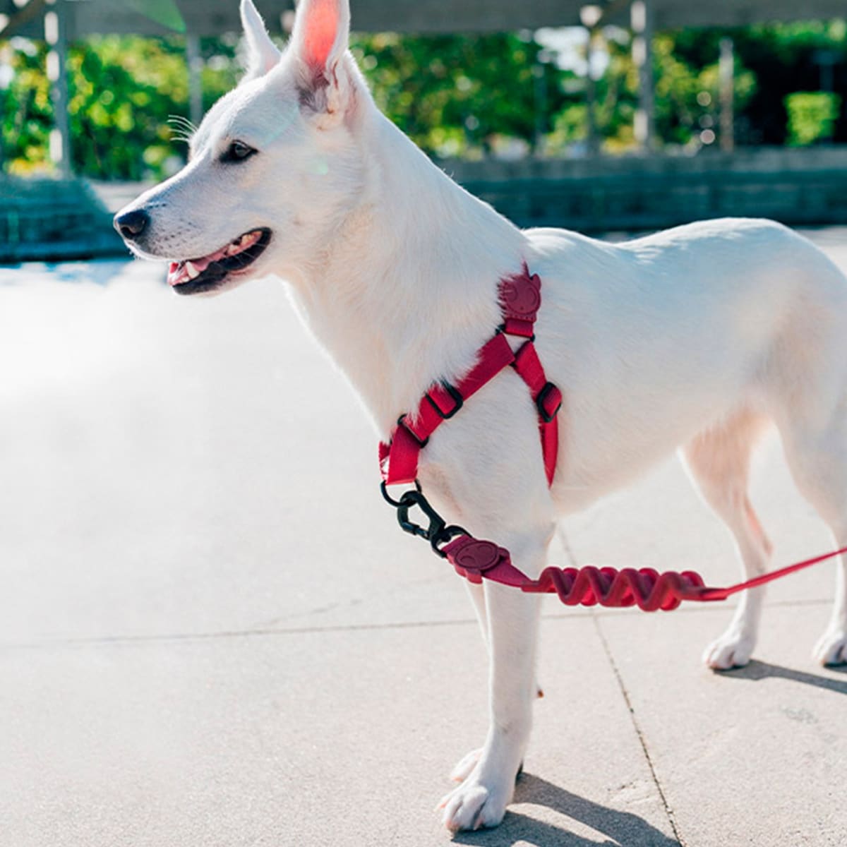 ZEEDOG SOFT WALK HARNESS BORDEAU2