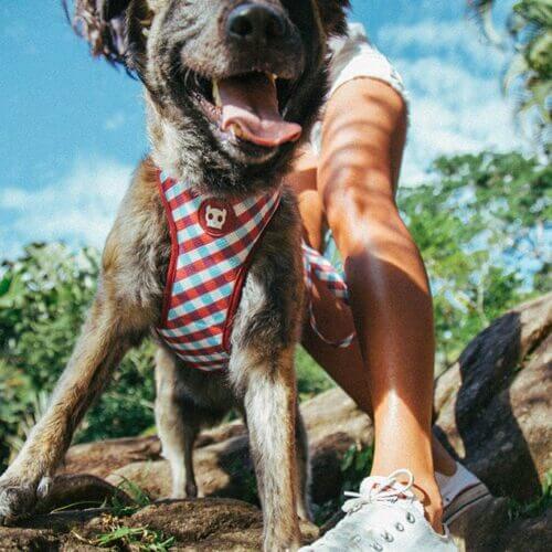 ZEEDOG GUMMY PECHERA AIR MESH4