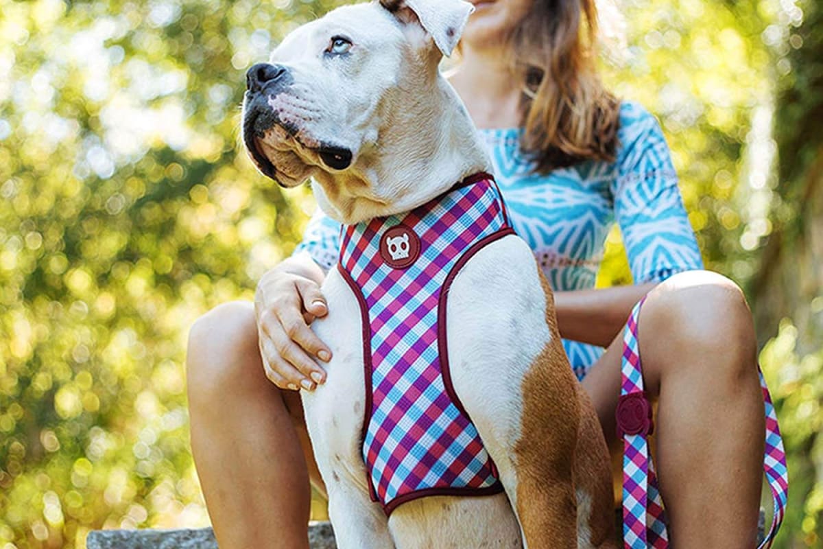 ZEEDOG GUMMY PECHERA AIR MESH6