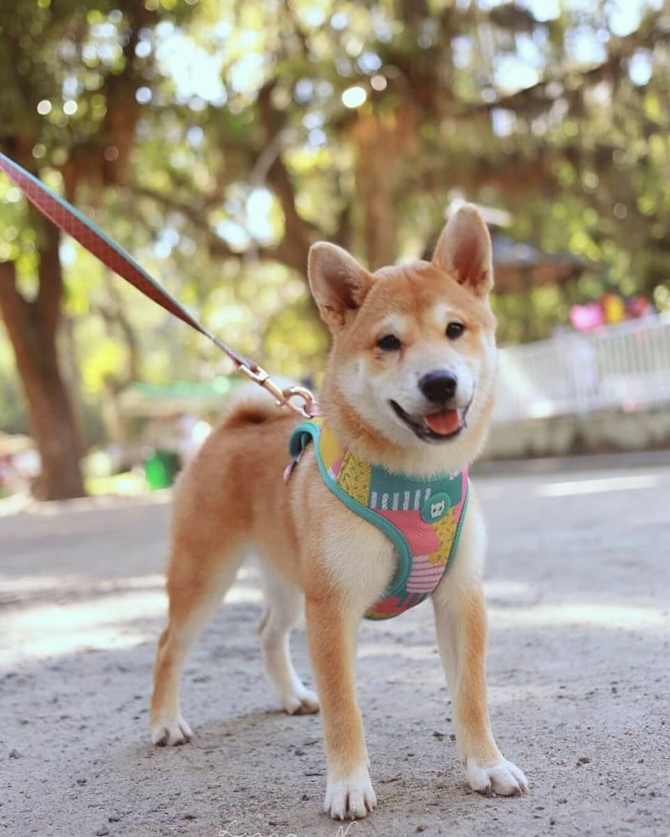 ZEEDOG SALINA PECHERA AIR MESH6