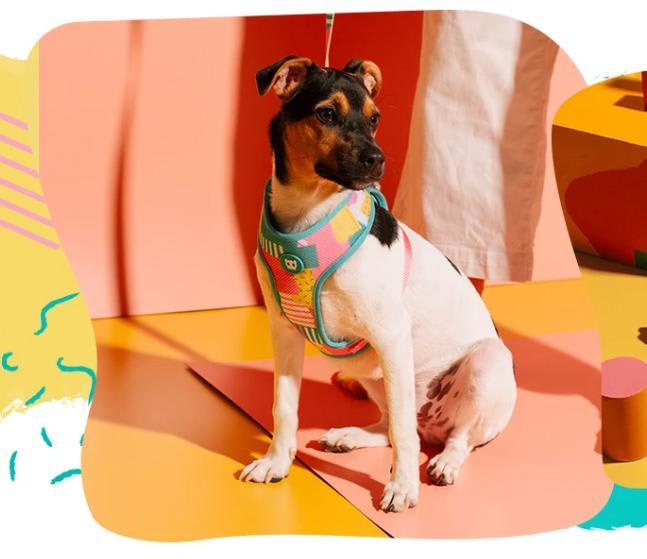 ZEEDOG SALINA PECHERA AIR MESH4