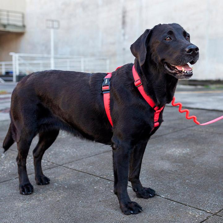 ZEEDOG CORREA RUFF NEON CORAL3