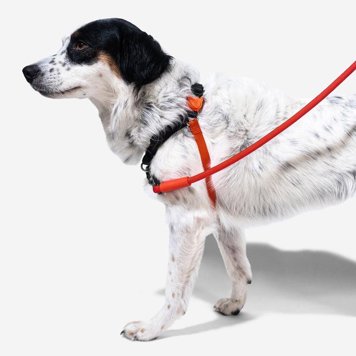 ZEEDOG SOFT WALK HARNESS FATBOY4
