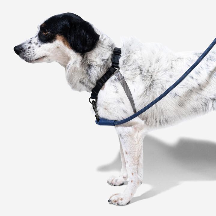 ZEEDOG SOFT WALK HARNESS GOTHAM4