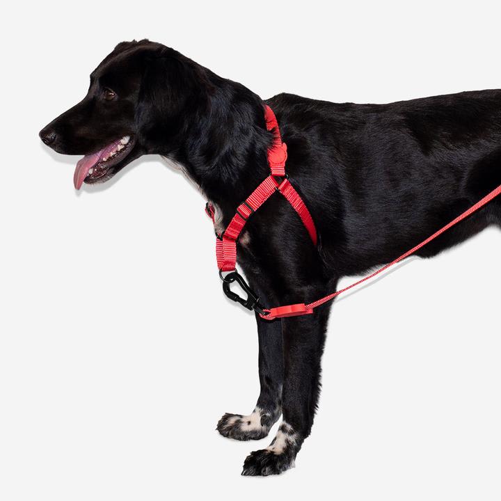 ZEEDOG SOFT WALK HARNESS NEON CORAL2