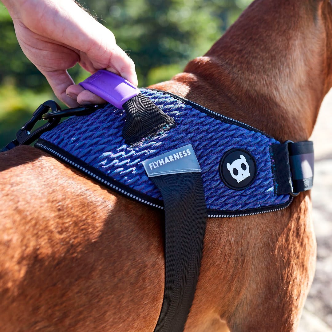 ZEEDOG WICKED FLYHARNESS ARNES2